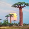 baobab trees paint by numbers