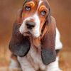 Basset Hound paint by numbers