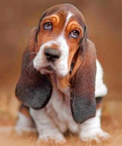 Basset Hound paint by numbers