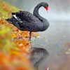 Black And Red Swan Paint by numbers