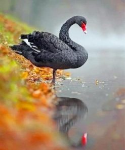 Black And Red Swan Paint by numbers