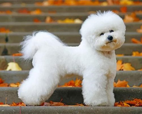 Bichon Frise Puppy Paint by numbers