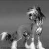 Black And White Chinese Crested Paint by numbers