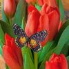 Black Butterfly And Tulips paint by numbers