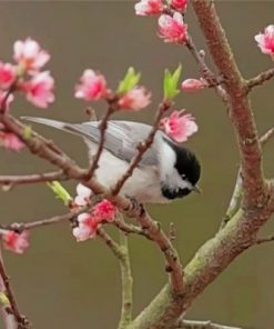 Chickadee And Cherry Blossom Paint by numbers