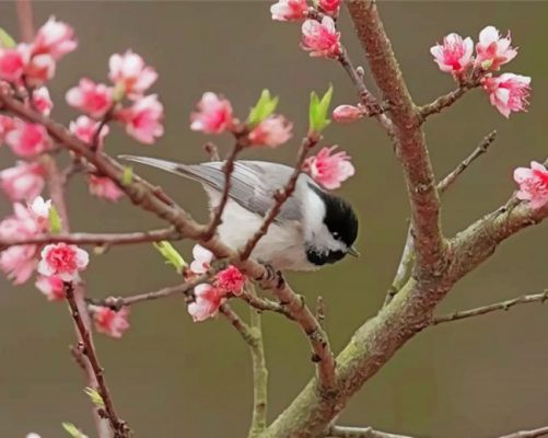 Chickadee And Cherry Blossom Paint by numbers