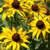 Black Eyed Susan Flowers paint by numbers