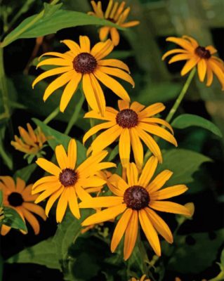 Black Eyed Susan Paint by numbers