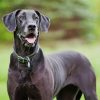 Black Great Dane Dog Paint by numbers