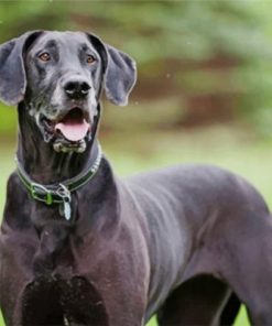 Black Great Dane Dog Paint by numbers