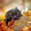 Black Pug And Leaves Paint by numbers