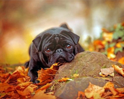 Black Pug And Leaves Paint by numbers
