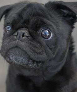 Black Pug Paint by numbers