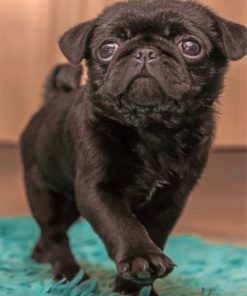 Black Pug Paint by numbers