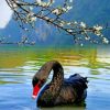 Black Swan Bird Paint by numbers