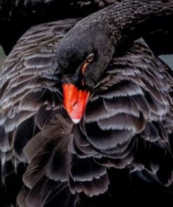 Black Swan paint by numbers