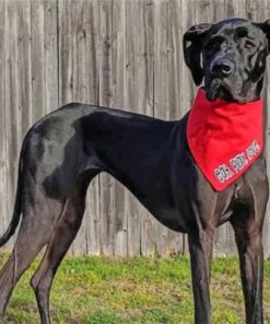 Black Great Dane Paint by numbers
