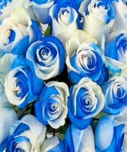 Blue And White Roses Paint by numbers