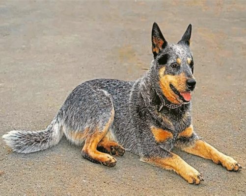 Australian Cattle Dog Paint by numbers