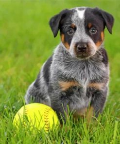 Blue Heeler Puppy Paint by numbers