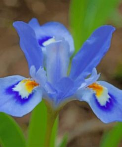 Blue Iris Flower Paint by numbers