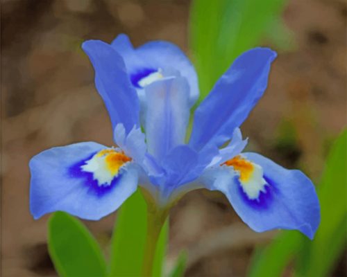 Blue Iris Flower Paint by numbers