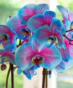 Blue Orchid Flowers Paint by numbers