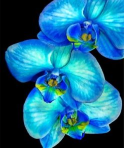 Blue Orchid Paint by numbers