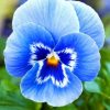 Blue Pansy Flower paint by numbers