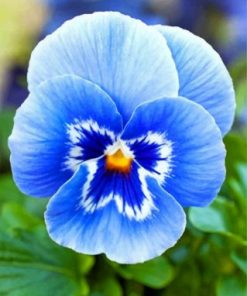 Blue Pansy Flower paint by numbers