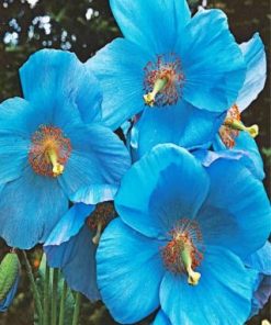 Blue Poppies Paint by numbers