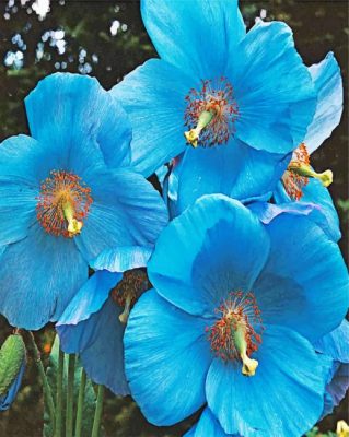 Blue Poppies Paint by numbers
