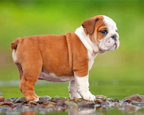 British Bulldog Puppy Paint by numbers