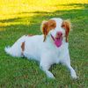 Brittany Spaniel Animal Paint by numbers