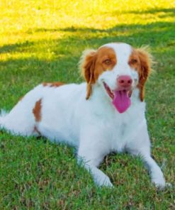 Brittany Spaniel Animal Paint by numbers