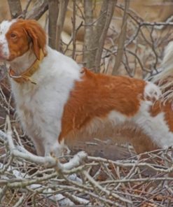 Brittany Spaniel Dog Paint by numbers