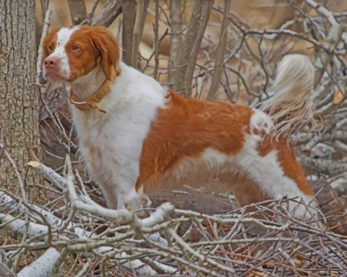 Brittany Spaniel Dog Paint by numbers