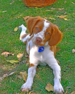 Brittany Spaniel Pet Paint by numbers