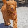 Brown Golden Doodle Paint by numbers
