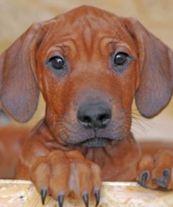 Brown Rhodesian Ridgeback Paint by numbers