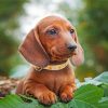Brown Sausage Dog Paint by numbers