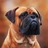 Bullmastiff Dog Paint by numbers
