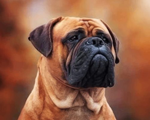 Ginger bullmastiff 2024