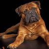 Bullmastiff Dog Paint by numbers
