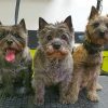 Cairn Terriers paint by numbers