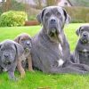 Cane Corso Family Paint by numbers