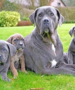 Cane Corso Family Paint by numbers