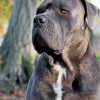 cane corso paint by numbers