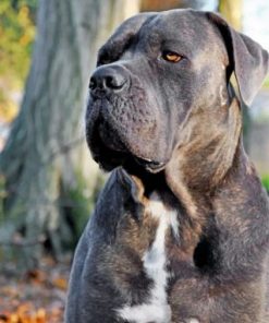 cane corso paint by numbers