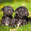 Cane Corso Puppies Paint by numbers